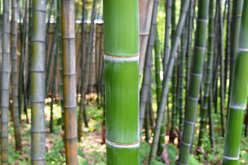 ���ż���ư�Υ�����