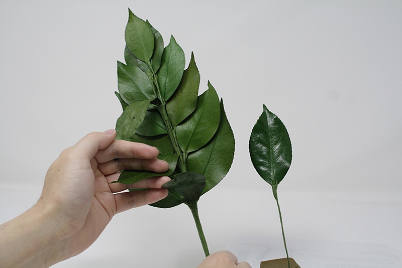 �񻺡��Ϥ�ʤ��ץꥶ���֥ɺ硡����