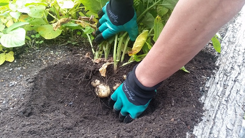 �귡�ꥰ�����֡ʰ��С�