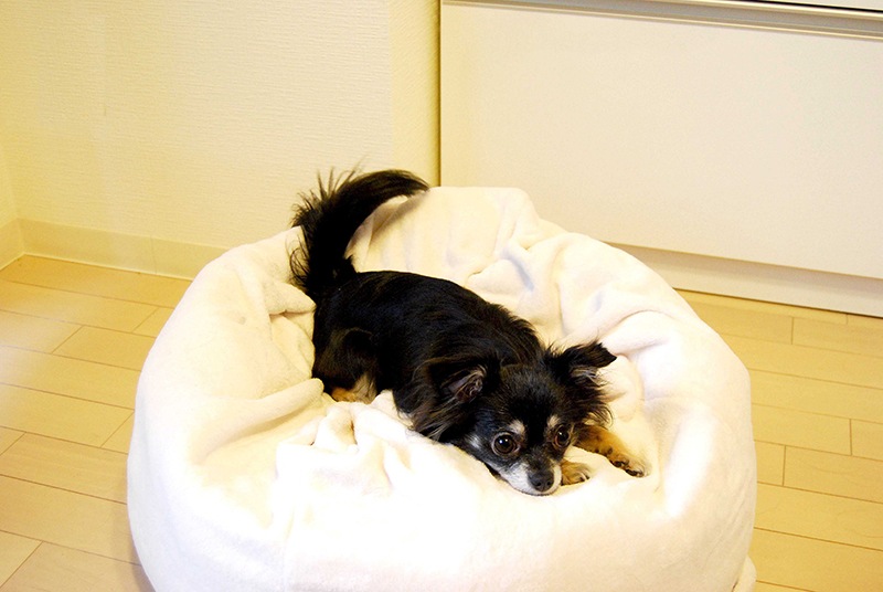 �ޥ���ޥ����å���󡡥ۥ磻��