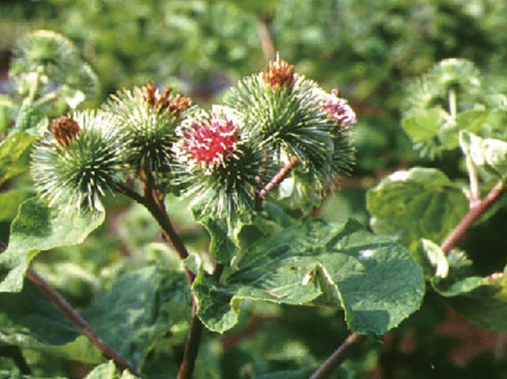 �������Ѳ����� ��������ʤ���������褯��