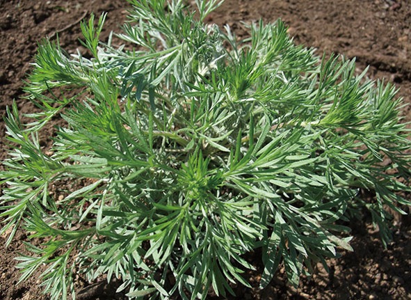 �������Ѳ����� ��������ʤ���������褯��