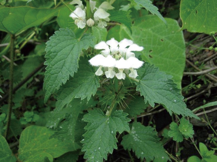 �������Ѳ����� ��������ʤ���������褯��