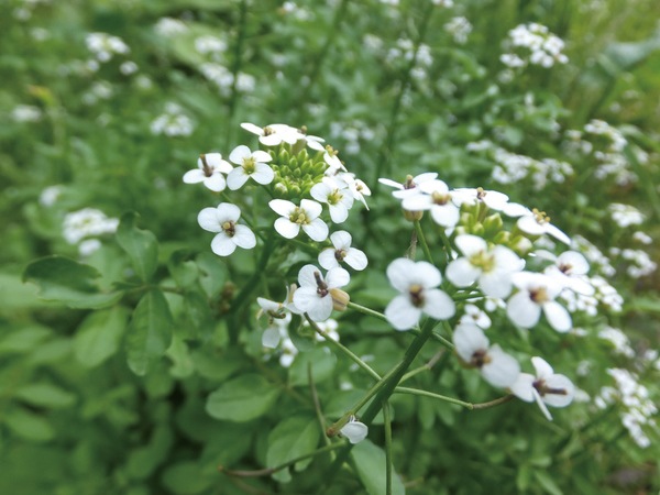 �������Ѳ����� ��������ʤ���������褯��