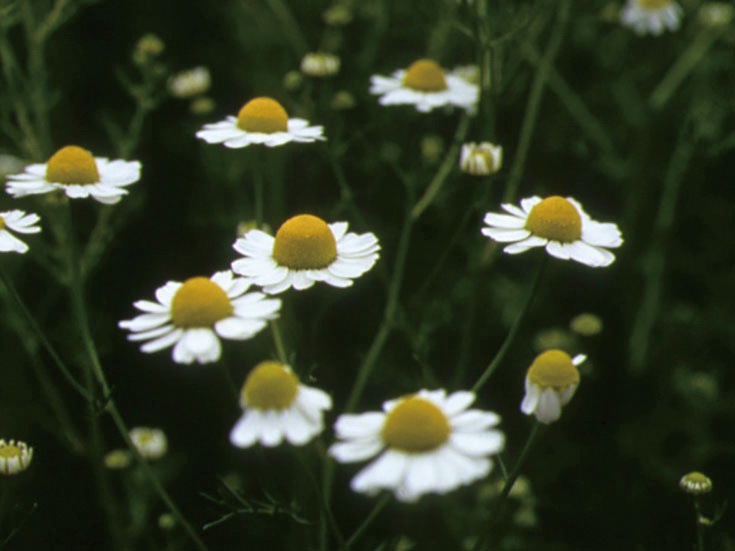 �������Ѳ����� ��������ʤ���������褯��