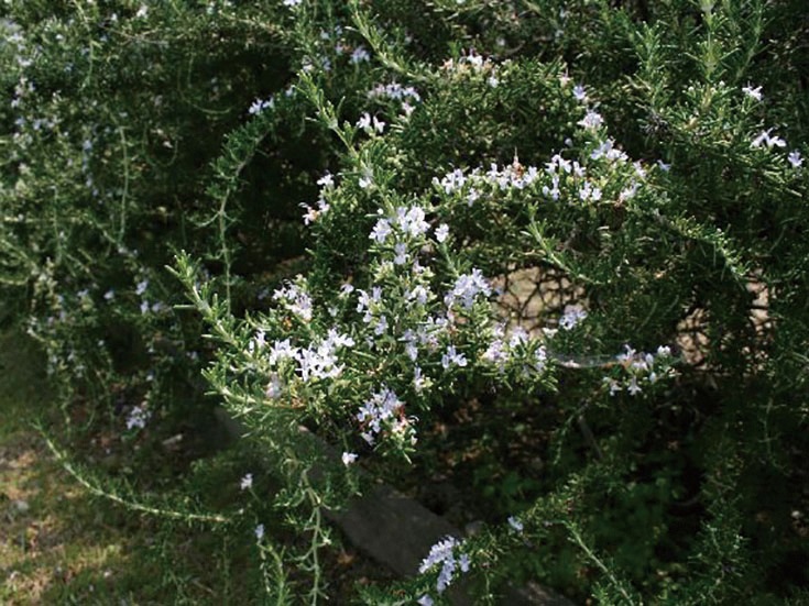 �������Ѳ����� ��������ʤ���������褯��