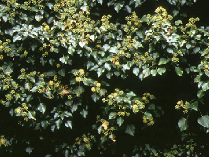 �������Ѳ����� ��������ʤ���������褯��