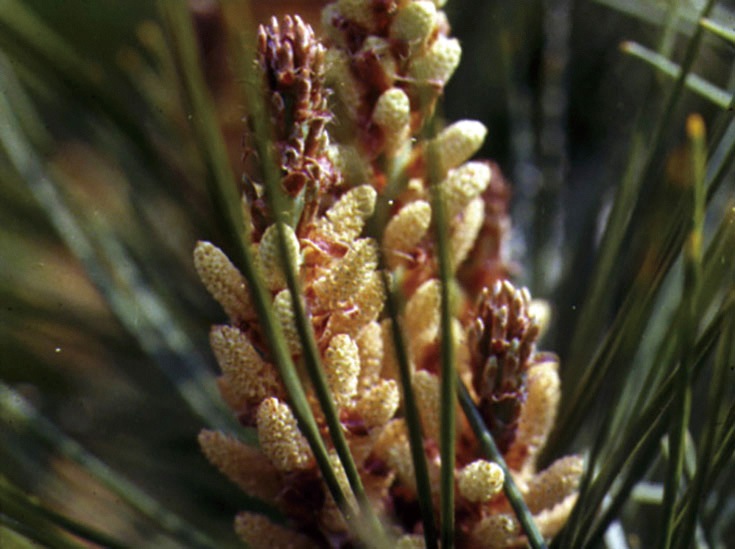 �������Ѳ����� ��������ʤ���������褯��