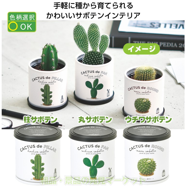 ★専用★カクタス様 Amazon｜聖新陶芸 カクタスdeカクタス 柱サボテン サイズ:約W7.4