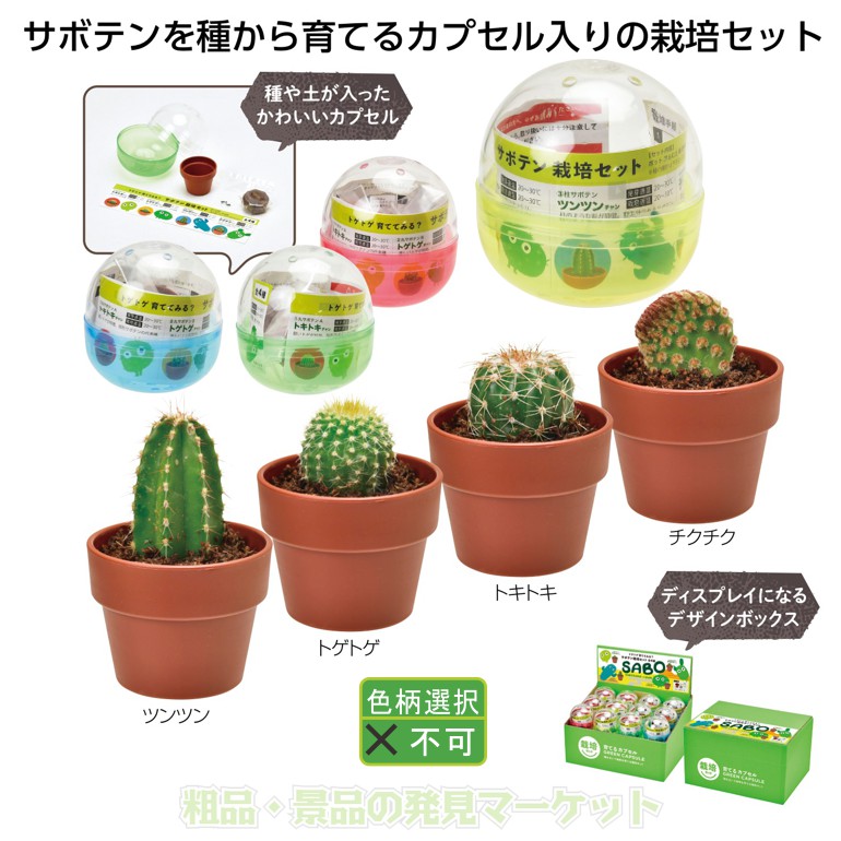 育てるカプセル サボテン | 粗品と景品の発見マーケット