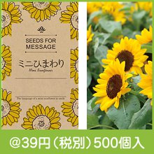 ミニひまわりの種子