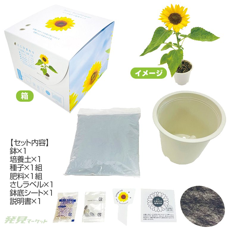 ハローキティ ミニひまわり畑　栽培キット　レア ハローキティ ミニひまわり畑 栽培キット レア