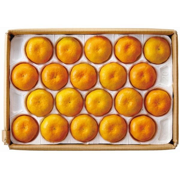 安岐 小玉農園 安岐成久みかん（お届け期間にご注意ください