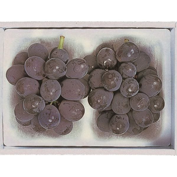 �¿������˥塼�ԥ����͡ʤ��Ϥ����֤ˤ����դ���������