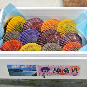 まると水産　緋扇貝(40個）