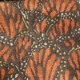 Monarch (21284-385)