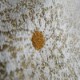 Macrame Pollen (3491-02)