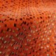 PERLES DE TAPIOCA  Capucine (M168 104)