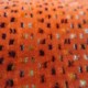 PERLES DE TAPIOCA  Capucine (M168 104)