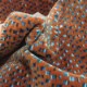 PERLES DE TAPIOCA  Brulee (M168 205)