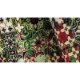 Azulejos (3463-03) Laque