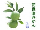 花良治(けらじ)みかん［B品］＜ダンボール箱入り＞【1.3～1.5ｋｇ】【送料無料(一部地域を除く)】