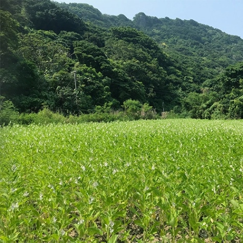 島の太陽と潮風で育ったはちみつ～ごまの花～100g［喜界島薬草農園］