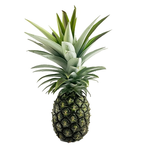 喜界島産喜界パイン(喜界パイナップル)[大(1ｋｇ前後)]【ナンカイ物流】