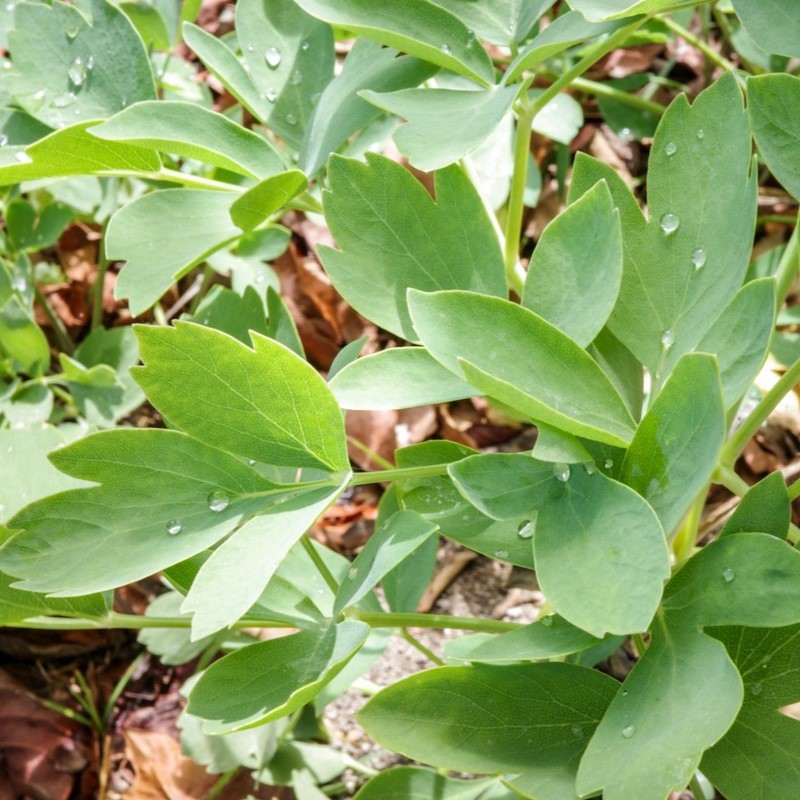 島の長命草カプセル（機能性表示食品）【喜界島薬草農園】[メール便]