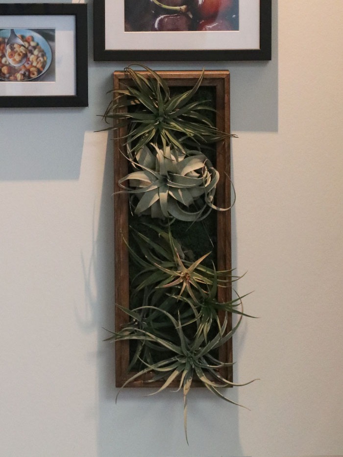 �����ץ����ѥ���ƥꥢ.1