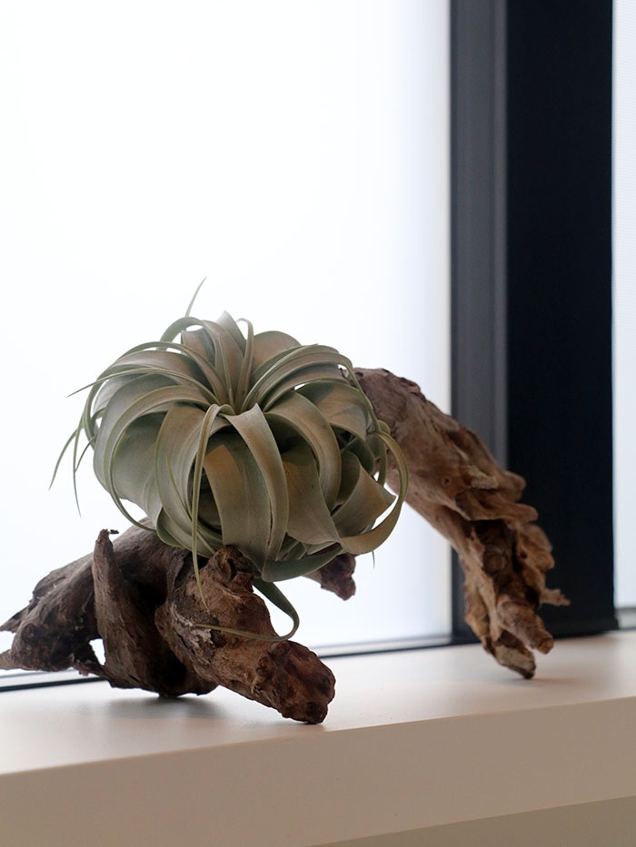 �����ץ����ѥ���ƥꥢ.2