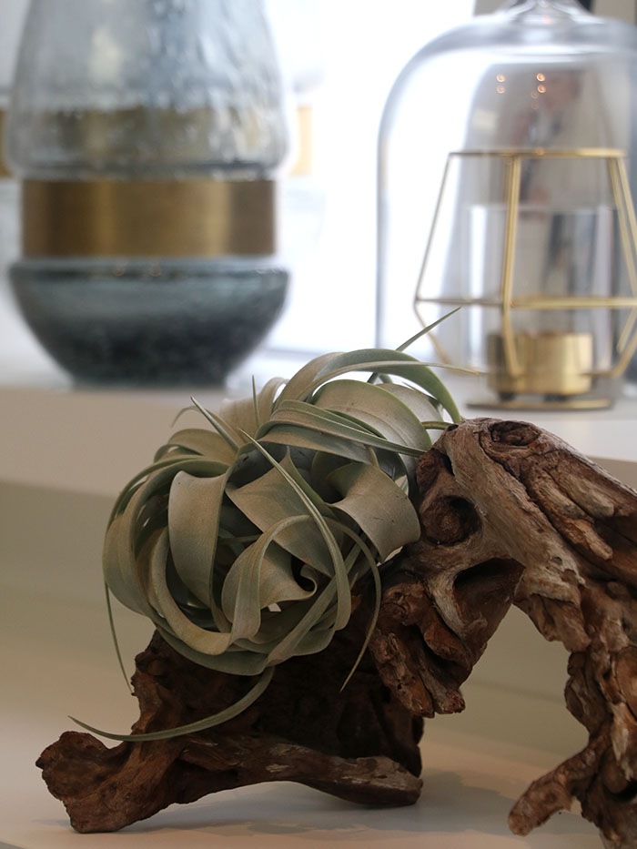 �����ץ����ѥ���ƥꥢ.2