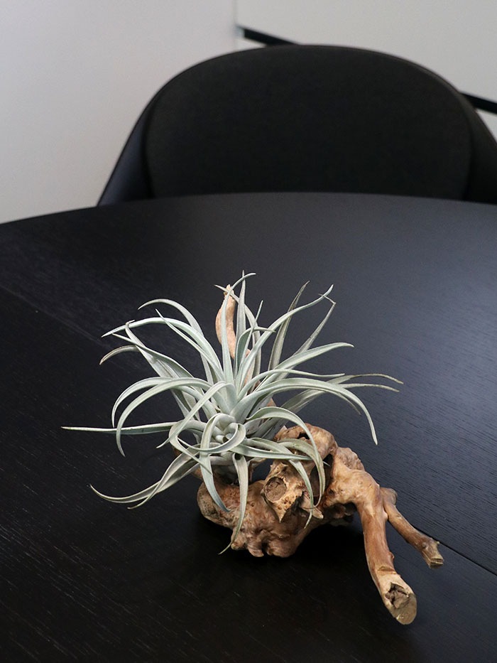 �����ץ����ѥ���ƥꥢ.3