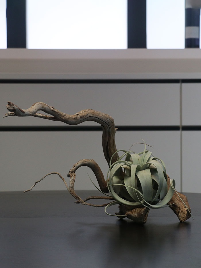 �����ץ����ѥ���ƥꥢ.3