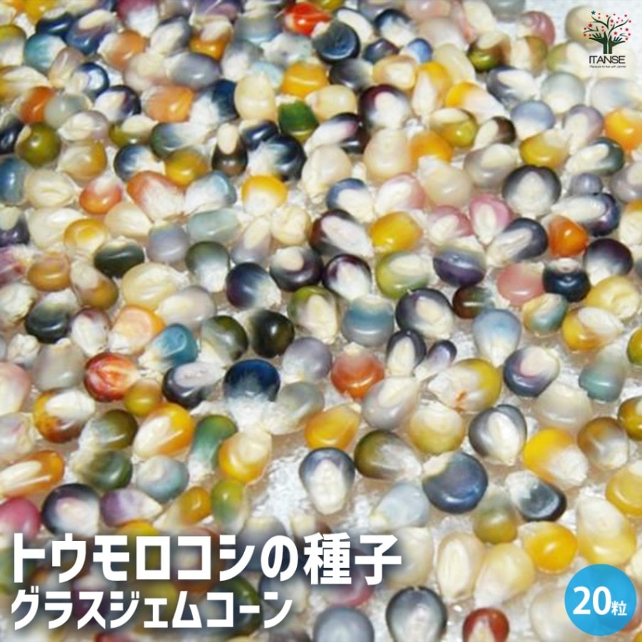 グラスジェムコーン(虹色コーン) 種子約20粒入り 宝石みたいなトウモロコシの種