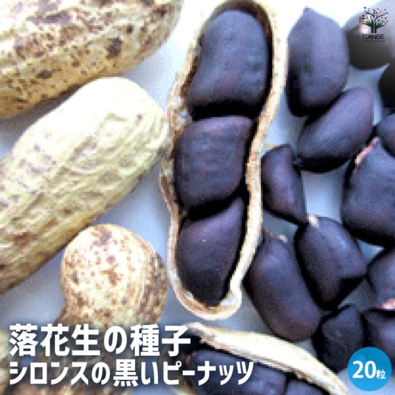 種子｜【植物のITANSE】全品送料無料・即出荷!
