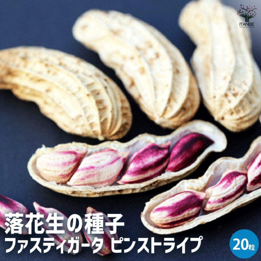 落花生の種子”ファスティガータ ピンストライプ”【約２０粒】