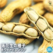 落花生の種子”ホワイトバレンシア”【約２０粒】|種子