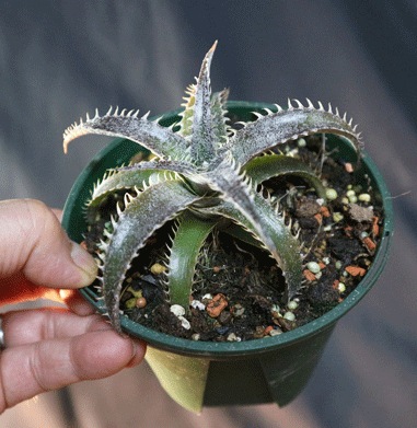 Itanse良品ｾﾚｸﾄ通販