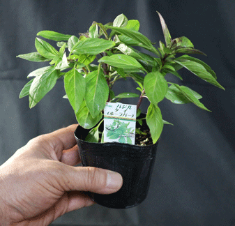 タイバジル」 【品種で選べるハーブ苗9cmポット／3個セット】｜ 【植物