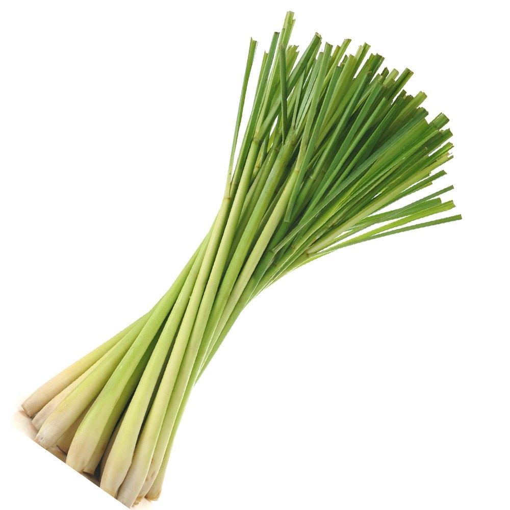 レモングラス9cmポット苗 3個セット【ハーブ苗9cmポット／3個セット】