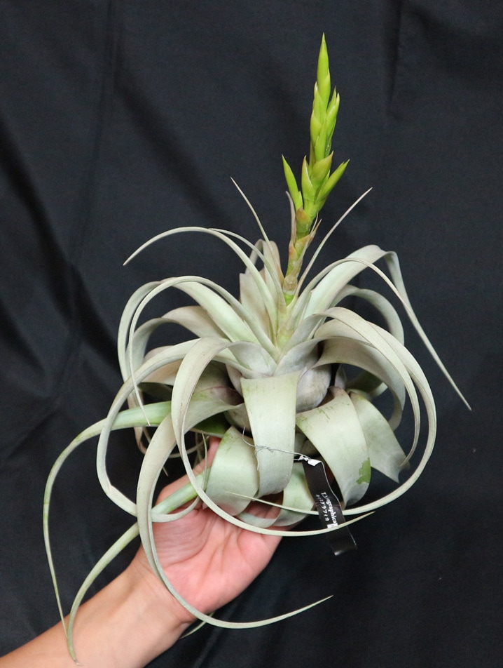 Itanse良品ｾﾚｸﾄ通販