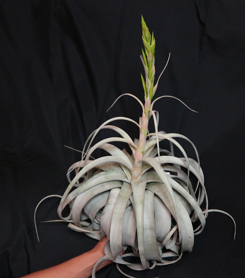 Itanse良品ｾﾚｸﾄ通販