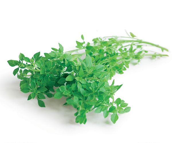 バジル・スパイシーグローブ【ハーブ苗9cmポット／3個セット】