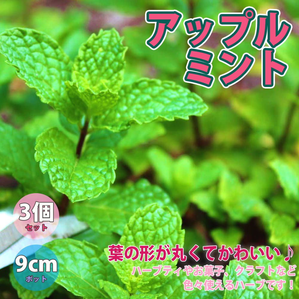 市場 ハーブ イングリッシュミント 多年草