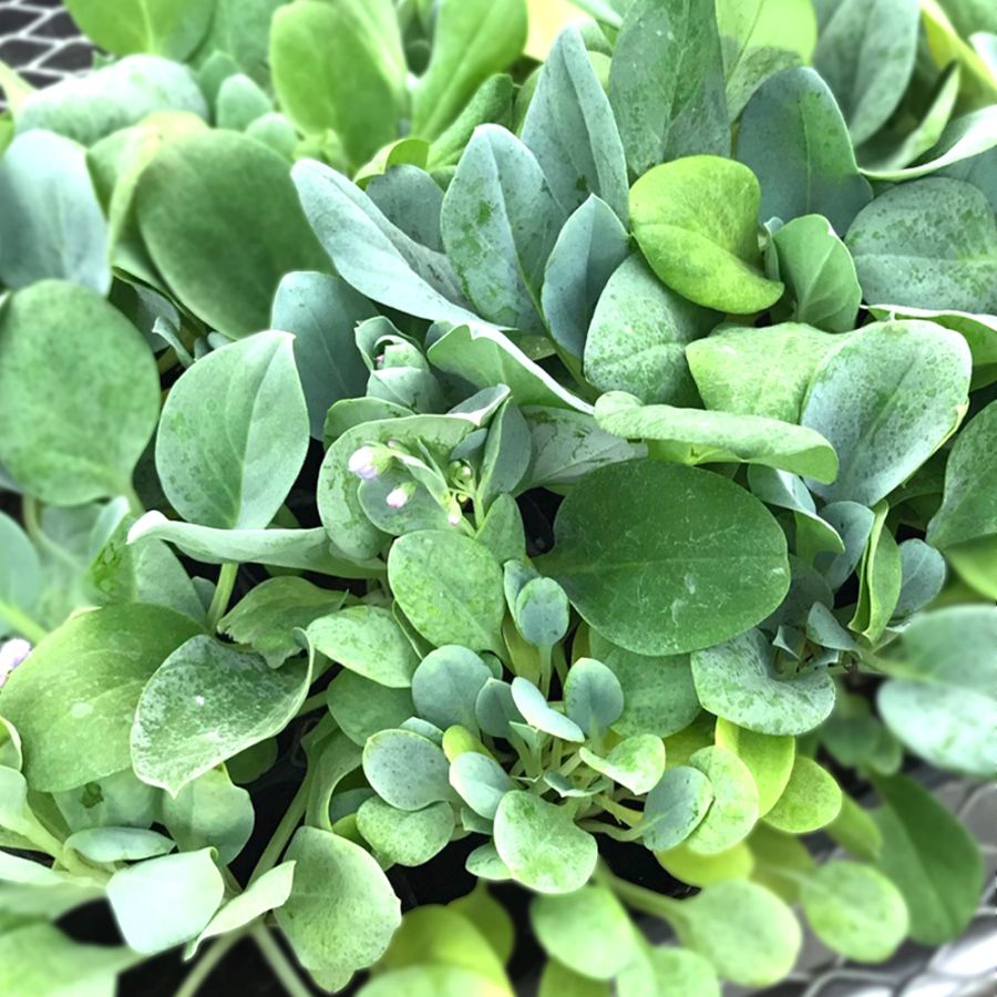 オイスターリーフ 1個～(生牡蠣の味がする人気のオードブル野菜!)【9cmポット苗】