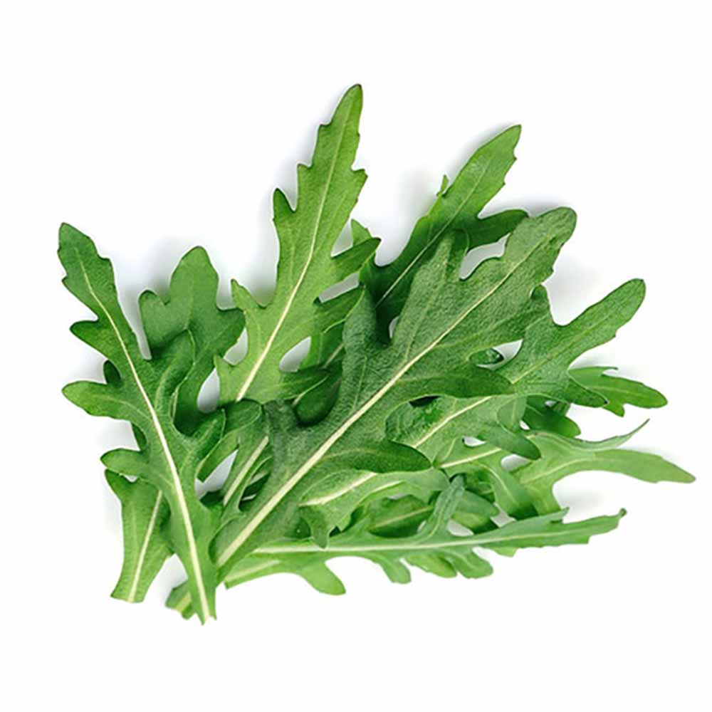 ルッコラセルバチコ(ワイルドルッコラ・多年草ルッコラ)【ハーブ苗9cmポット／3個セット】