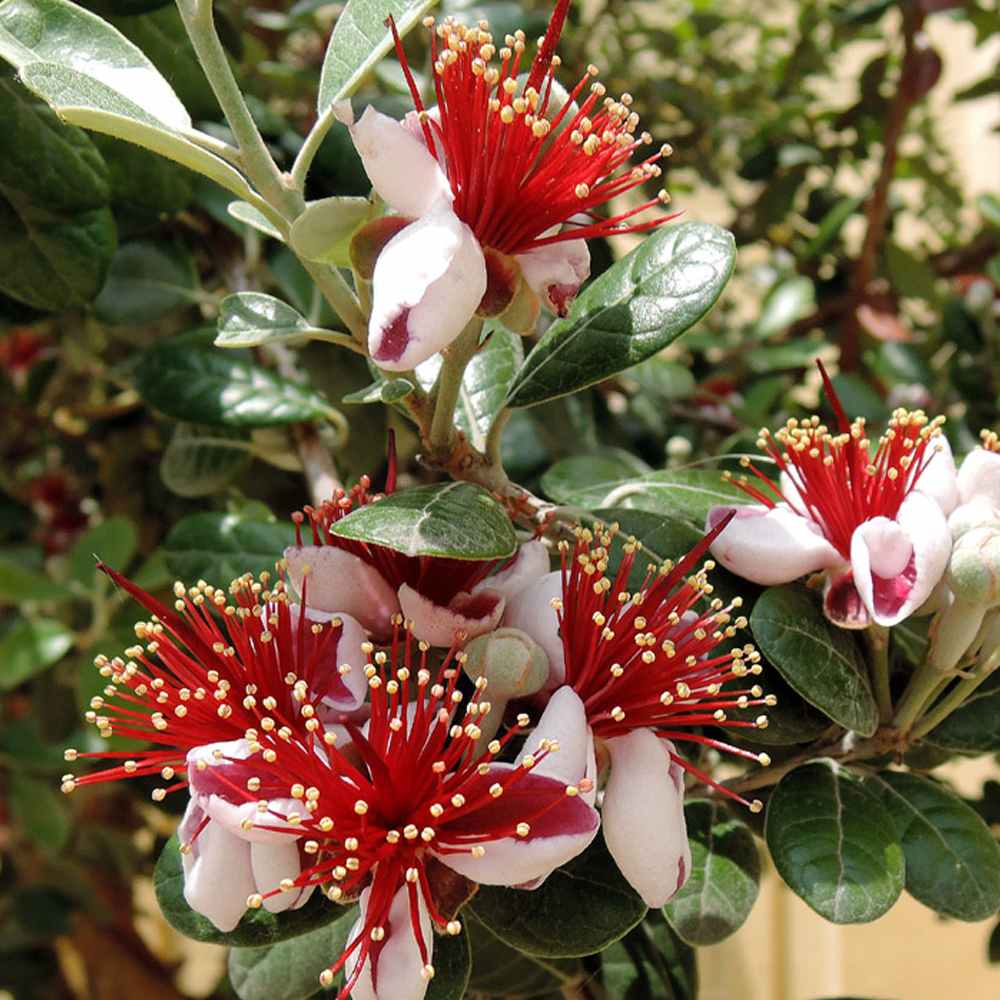 フェイジョア アポロ:花も美しい庭園向き果樹 18cmポット:樹高約