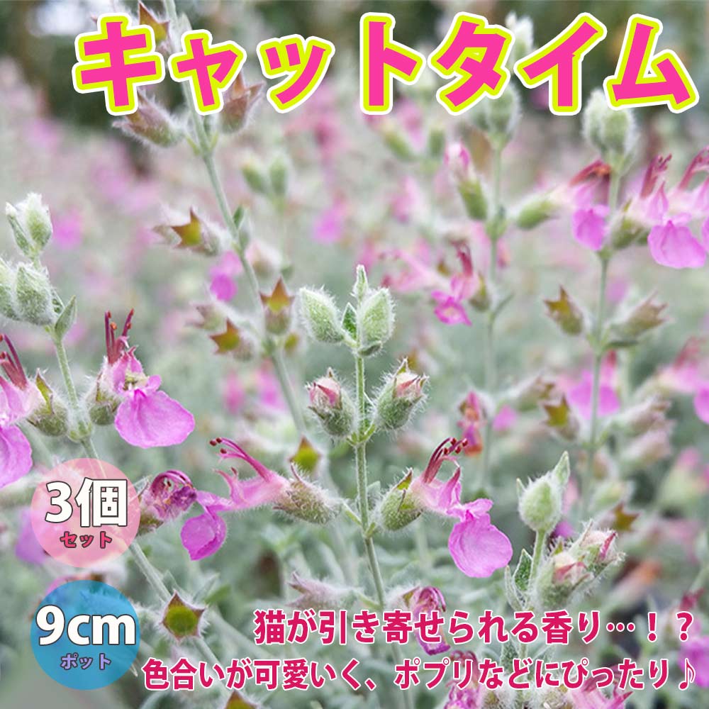 キャットタイム 【ハーブ苗9cmポット／3個セット】