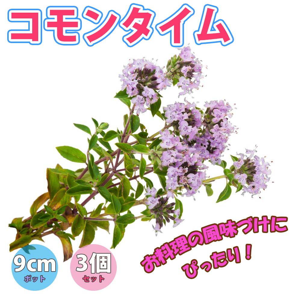 コモンタイム 【ハーブ苗9cmポット／3個セット】